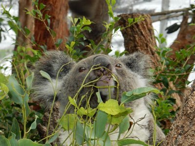 Koala Bär